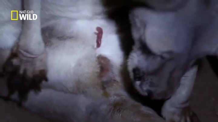 갓태어난 캥거루 새끼.jpg(사람에 따라 놀람주의?) | 인스티즈