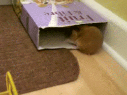 쿠키 훔쳐가는 햄스터 | 인스티즈