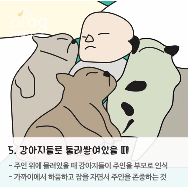 자는 자세로 보는 나와 강아지의 관계 | 인스티즈