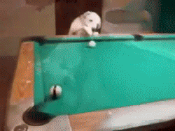 강아지 gif | 인스티즈