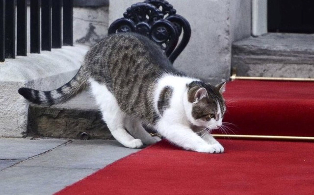 영국 총리 관저의 수석수렵보좌관 고양이 | 인스티즈