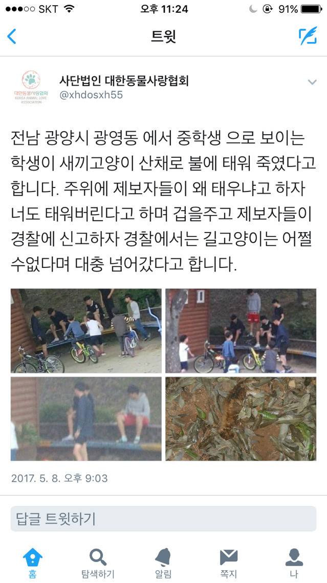 고양이 산채로 불태워 죽인 중딩들 | 인스티즈