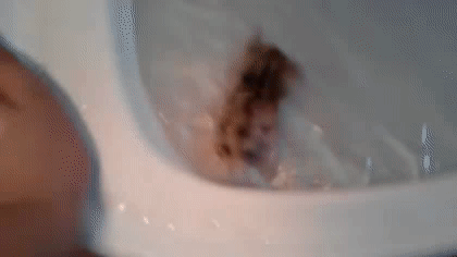 생각보다 심각해 보이는 유튜브 내 햄스터 학대2 (ft.수영/목욕) | 인스티즈