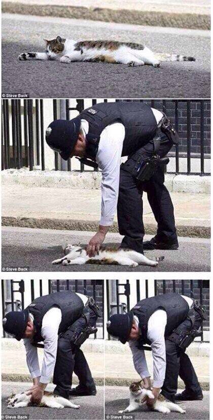 영국 총리 관저의 수석수렵보좌관 고양이 | 인스티즈