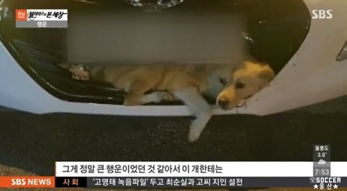 차에 치인 강아지.jpgif (훈훈주의) | 인스티즈