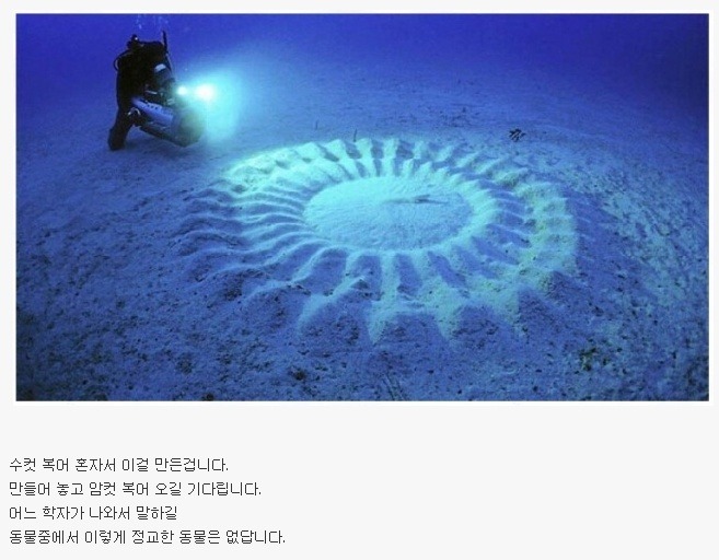 복어의 구애.jpg | 인스티즈