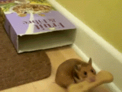 쿠키 훔쳐가는 햄스터 | 인스티즈