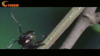 많이 섬뜩한 동충하초의 비밀(feat.포켓몬스터 동심파괴) | 인스티즈