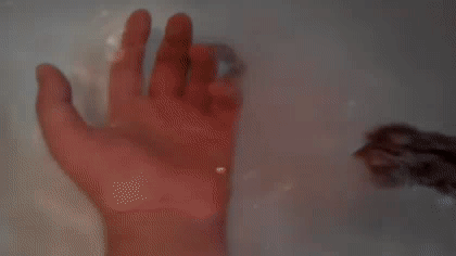 생각보다 심각해 보이는 유튜브 내 햄스터 학대2 (ft.수영/목욕) | 인스티즈