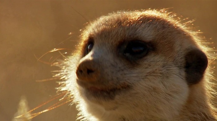 똑똑한 까마귀가 미어캣과 사는 법.jpg | 인스티즈