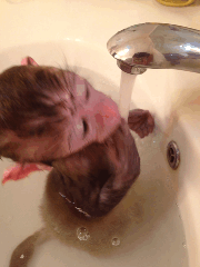 목욕이 무서운 아기 원숭이.gif | 인스티즈