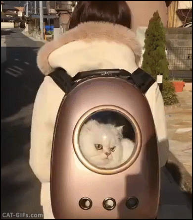 해외에서 유행타기 시작한 우주선 가방 | 인스티즈