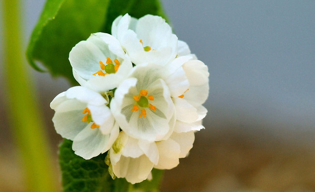 젖으면 속살이 다 비치는 일본의 신기방기한 꽃 | 인스티즈