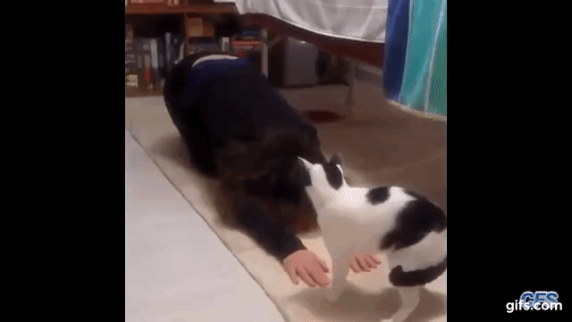 반려인이 요가할 때 멍뭉이 vs 냥냥이 | 인스티즈