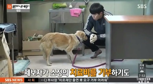 차에 치인 강아지.jpgif (훈훈주의) | 인스티즈