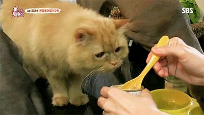 [동물농장] 위너집에 사는 두 얼굴의 고양이 죠니 | 인스티즈