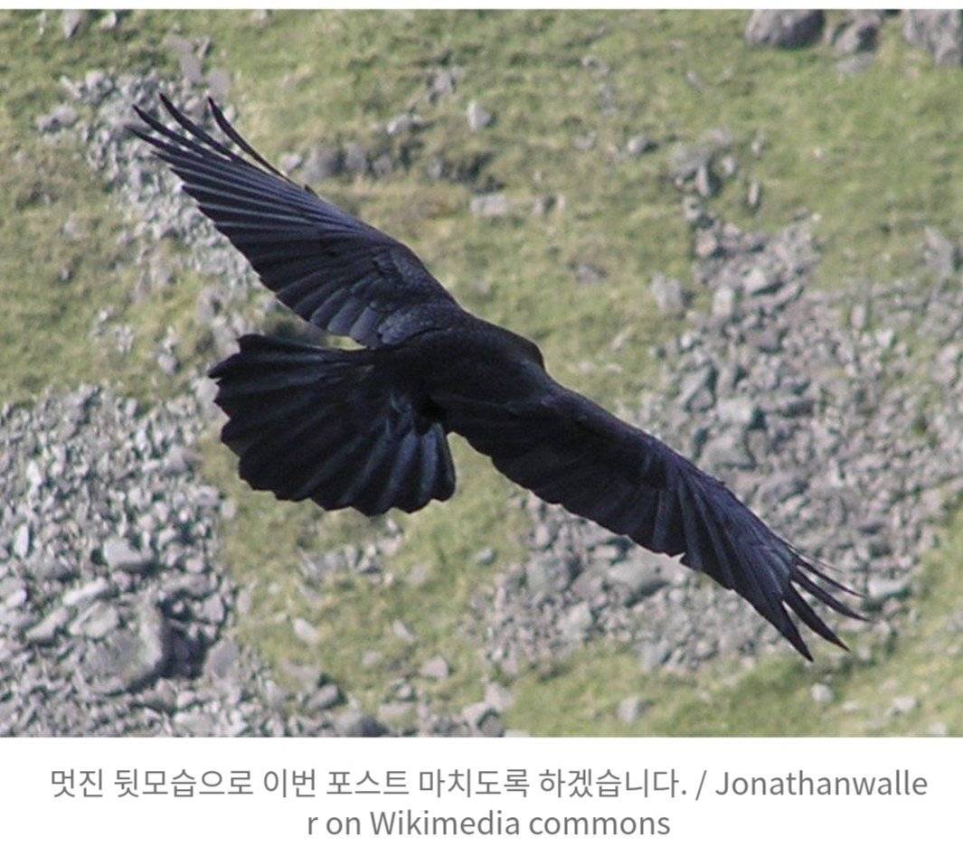 까마귀새끼로 오해받고 있는 검은 뽀시래기들의 정체.jpgif | 인스티즈