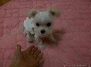 강아지의 이상과 현실 | 인스티즈