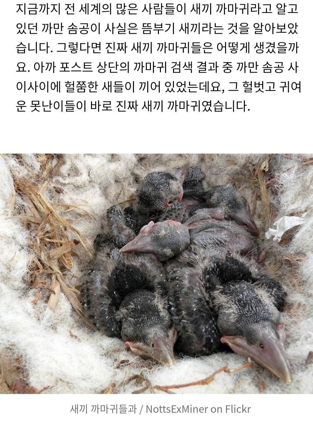 까마귀새끼로 오해받고 있는 검은 뽀시래기들의 정체.jpgif | 인스티즈