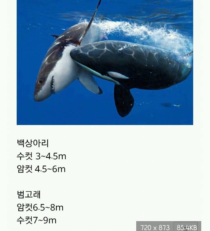 범고래가 돌고래만한줄알았던 한낱먼지같은 나여시가 범고래크기를찾아봤어요ㅇㅅㅇ)/ | 인스티즈