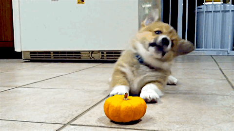 웰시코기의 폭력성과 가식을 폭로합니다 | 인스티즈