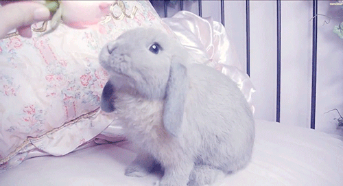 [토끼] 토끼.gif (데이터 주의) | 인스티즈