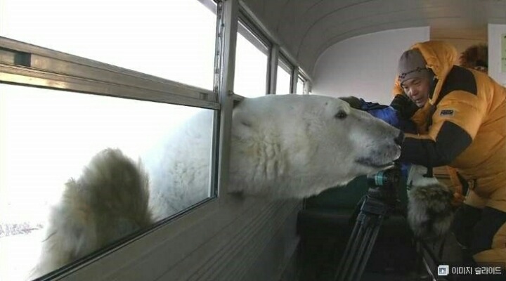범고래가 돌고래만한줄알았던 한낱먼지같은 나여시가 범고래크기를찾아봤어요ㅇㅅㅇ)/ | 인스티즈