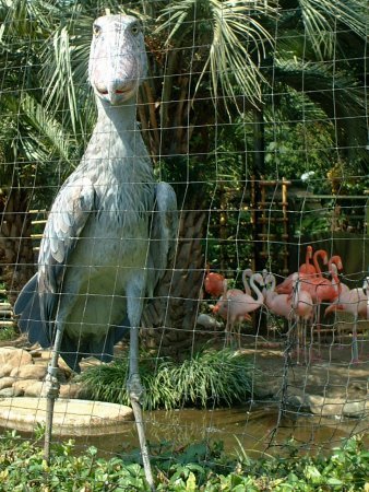 라디오스타에서 이준이 봤다는 새(넓적부리 황새) | 인스티즈