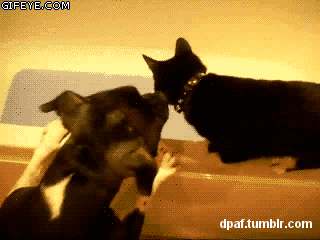 냥아치 모음.gif | 인스티즈