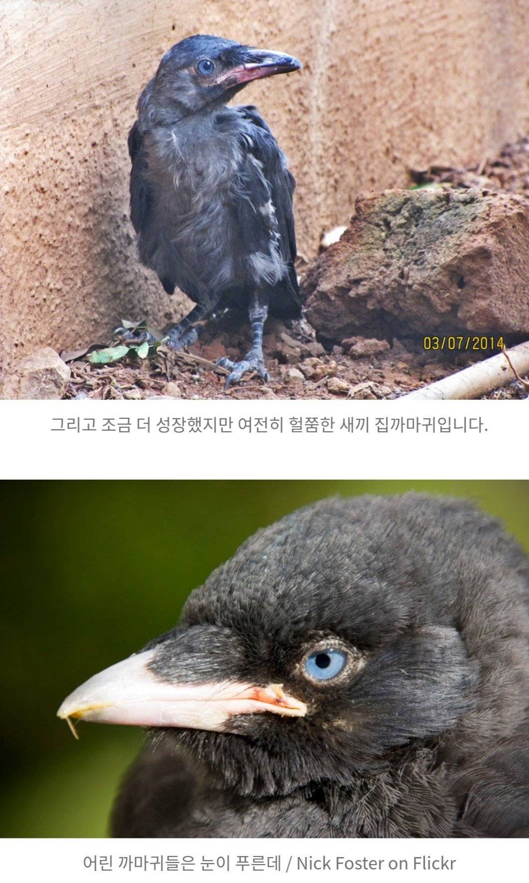 까마귀새끼로 오해받고 있는 검은 뽀시래기들의 정체.jpgif | 인스티즈