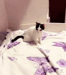 총맞는 연기하는 냥이 | 인스티즈