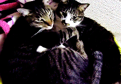 고양이 커플.gif | 인스티즈
