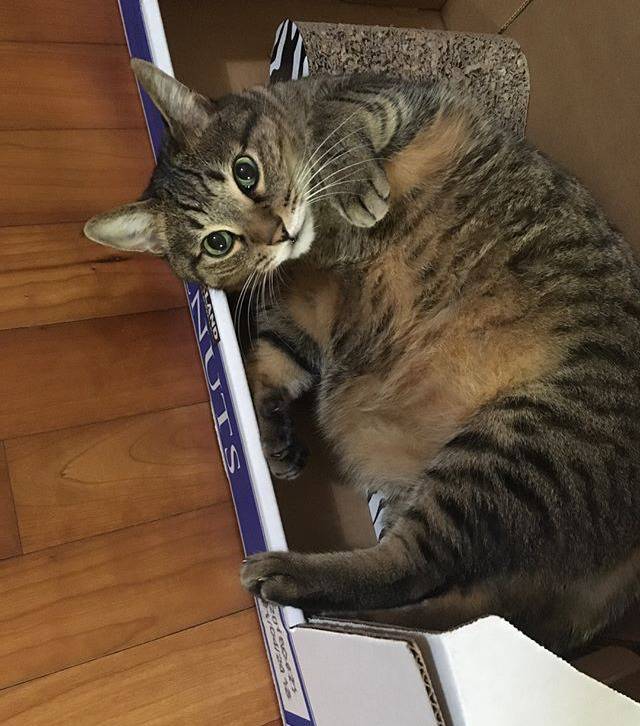 김하영 돼냥이 | 인스티즈