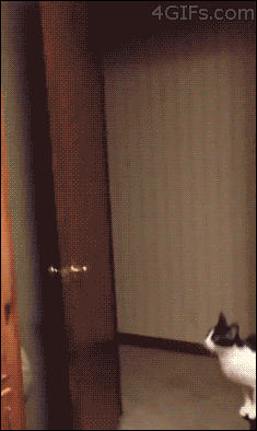 고양이의 놀라운 운동신경을 보라냥! | 인스티즈