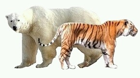 범고래가 돌고래만한줄알았던 한낱먼지같은 나여시가 범고래크기를찾아봤어요ㅇㅅㅇ)/ | 인스티즈