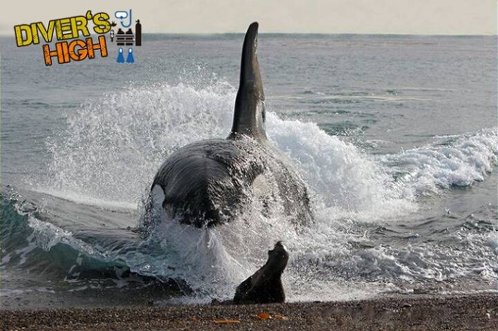 범고래가 돌고래만한줄알았던 한낱먼지같은 나여시가 범고래크기를찾아봤어요ㅇㅅㅇ)/ | 인스티즈