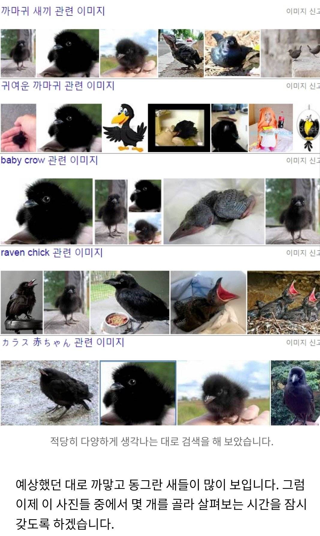 까마귀새끼로 오해받고 있는 검은 뽀시래기들의 정체.jpgif | 인스티즈
