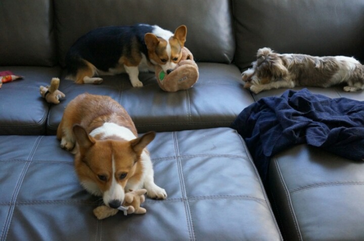 웰시코기의 폭력성과 가식을 폭로합니다 | 인스티즈