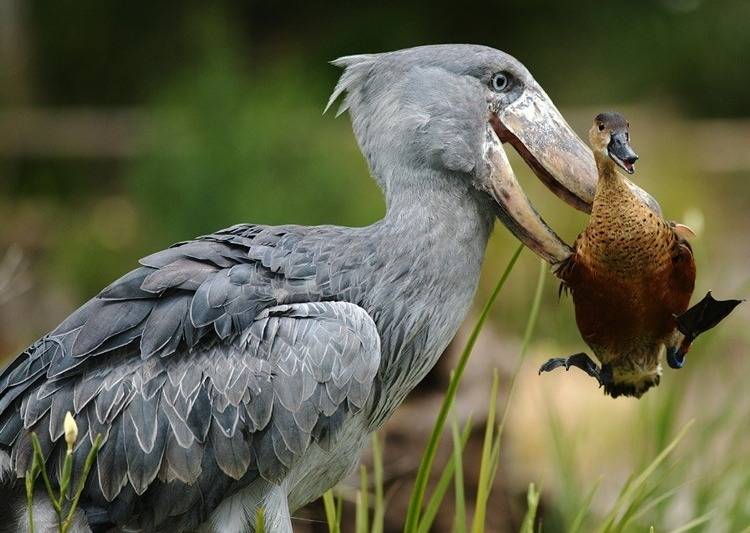 라디오스타에서 이준이 봤다는 새(넓적부리 황새) | 인스티즈