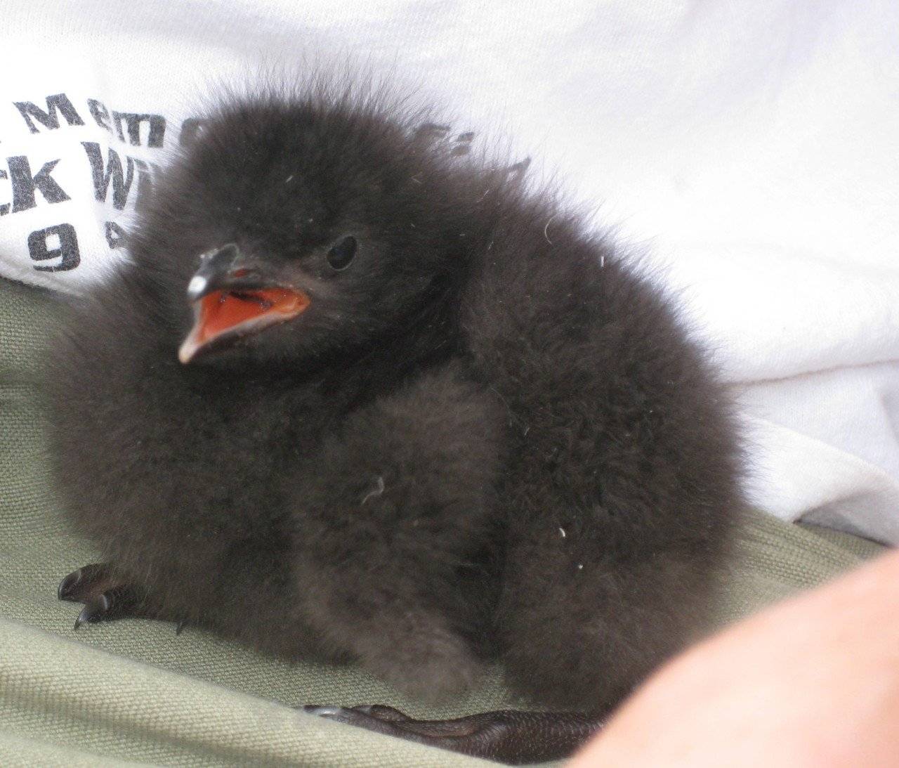 까마귀새끼로 오해받고 있는 검은 뽀시래기들의 정체.jpgif | 인스티즈