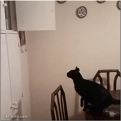 고양이의 놀라운 운동신경을 보라냥! | 인스티즈