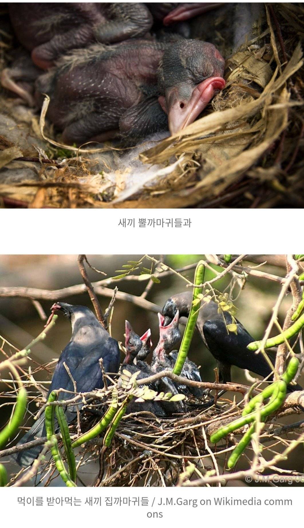 까마귀새끼로 오해받고 있는 검은 뽀시래기들의 정체.jpgif | 인스티즈