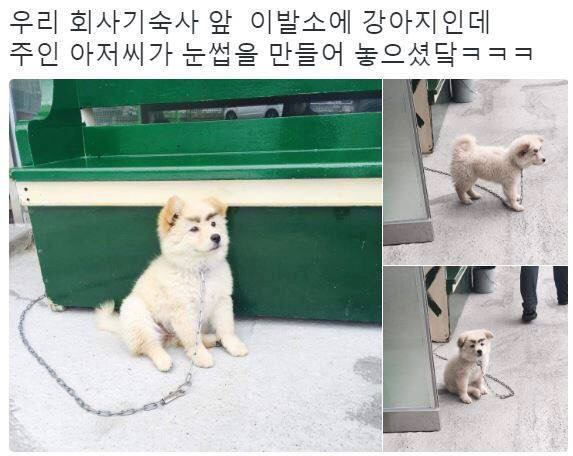 강아지한테 눈썹이 생겼다 | 인스티즈