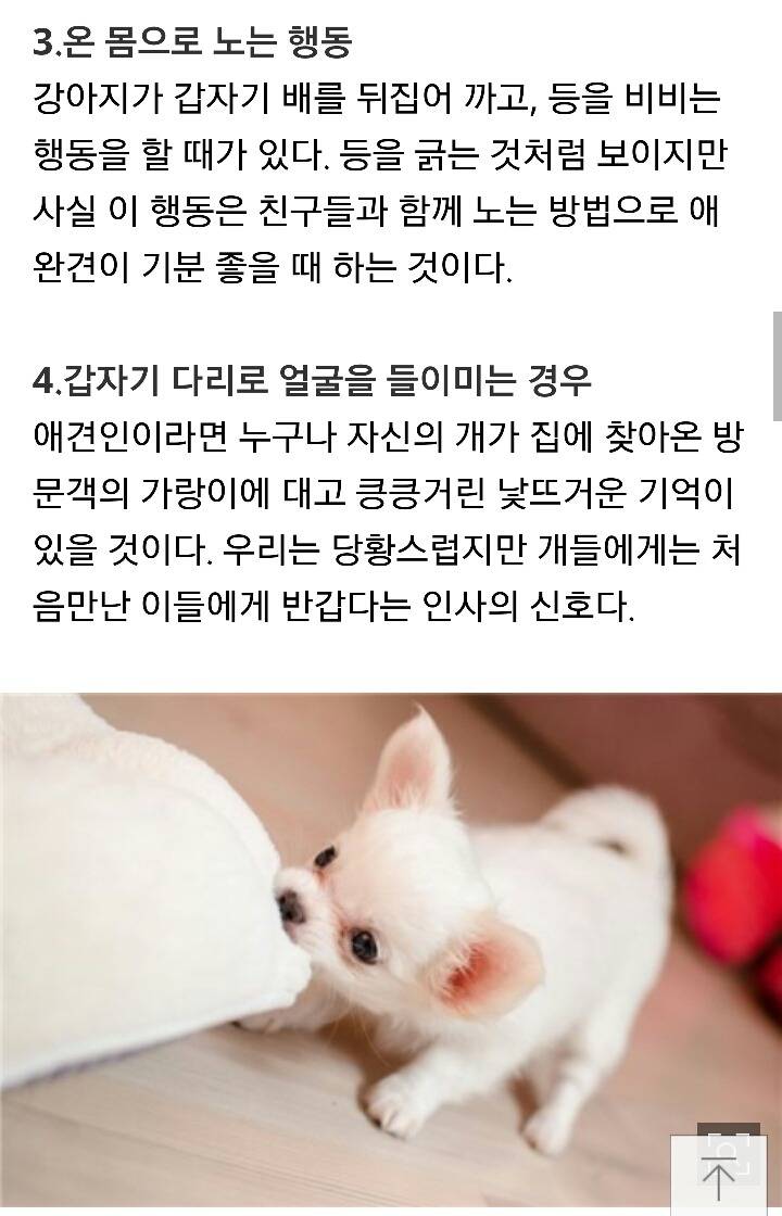 당신의 애완견이 웃고있다는 증거 7가지 | 인스티즈