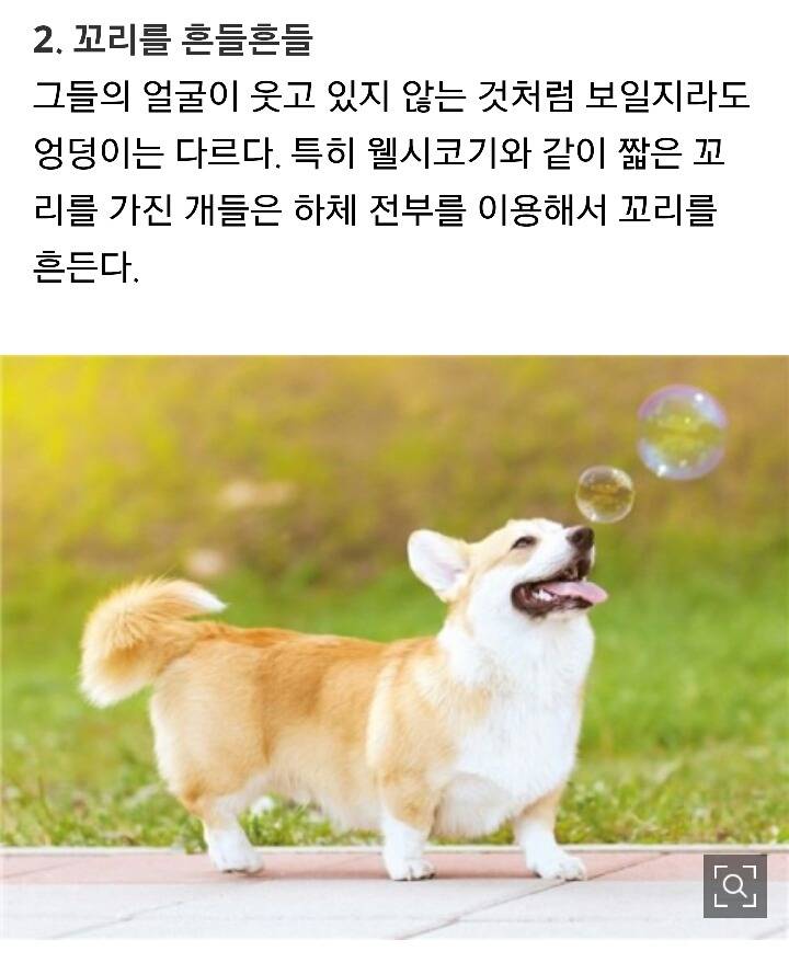 당신의 애완견이 웃고있다는 증거 7가지 | 인스티즈