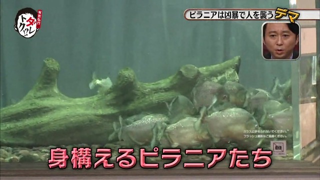 흉폭하고 사람을 씹어먹는 걸로 알려진 피라냐에 대한 진.실. 두둥 (일본예능캡쳐) | 인스티즈