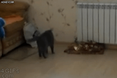 딩동 치킨 배달왔습니다 | 인스티즈