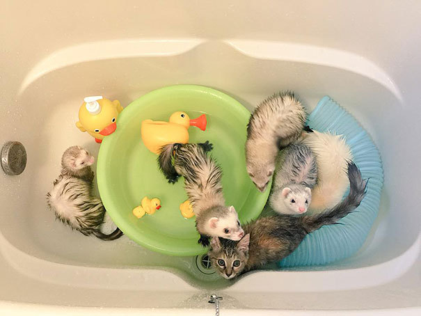 페럿과 함께 자라온 고양이 | 인스티즈