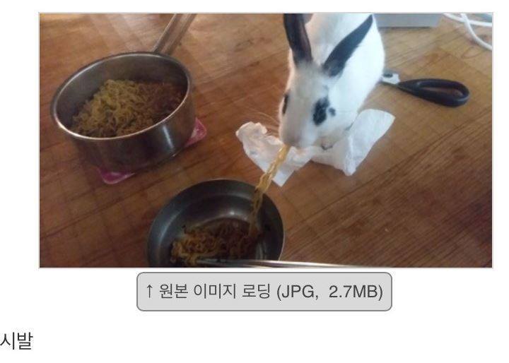 토끼 키우지 마라.jpg | 인스티즈