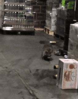 맥주공장 좀도둑의 최후.gif | 인스티즈